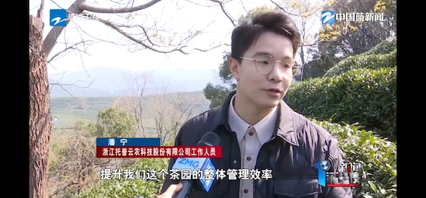春茶開采正當(dāng)時！揭秘托普云農(nóng)如何用科技“制”出一杯數(shù)字好茶